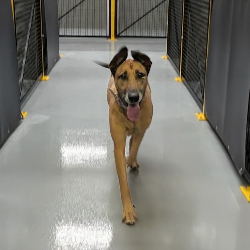 Dog relaxing during day care at DFW Pet Lounge